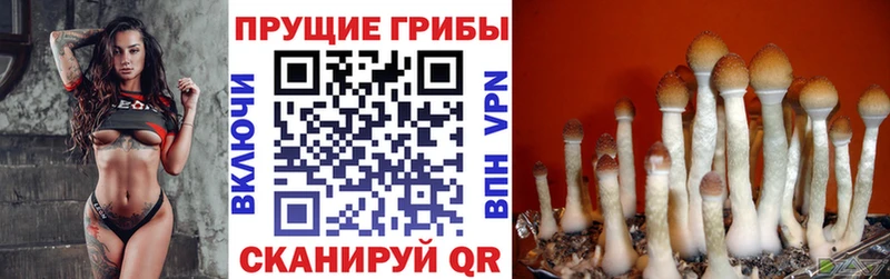 Псилоцибиновые грибы GOLDEN TEACHER  магазин  наркотиков  Темрюк 